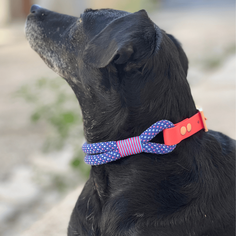 Ensemble Collier + Laisse Pour Chien