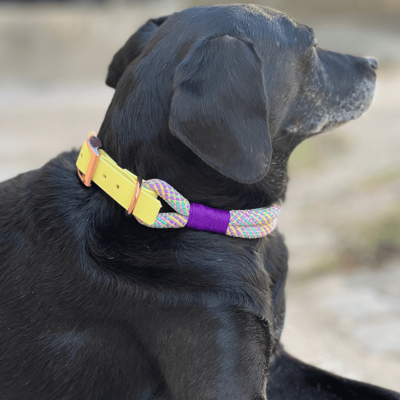 Jouets en velours & corde – Création d'accessoires pour chien faits main